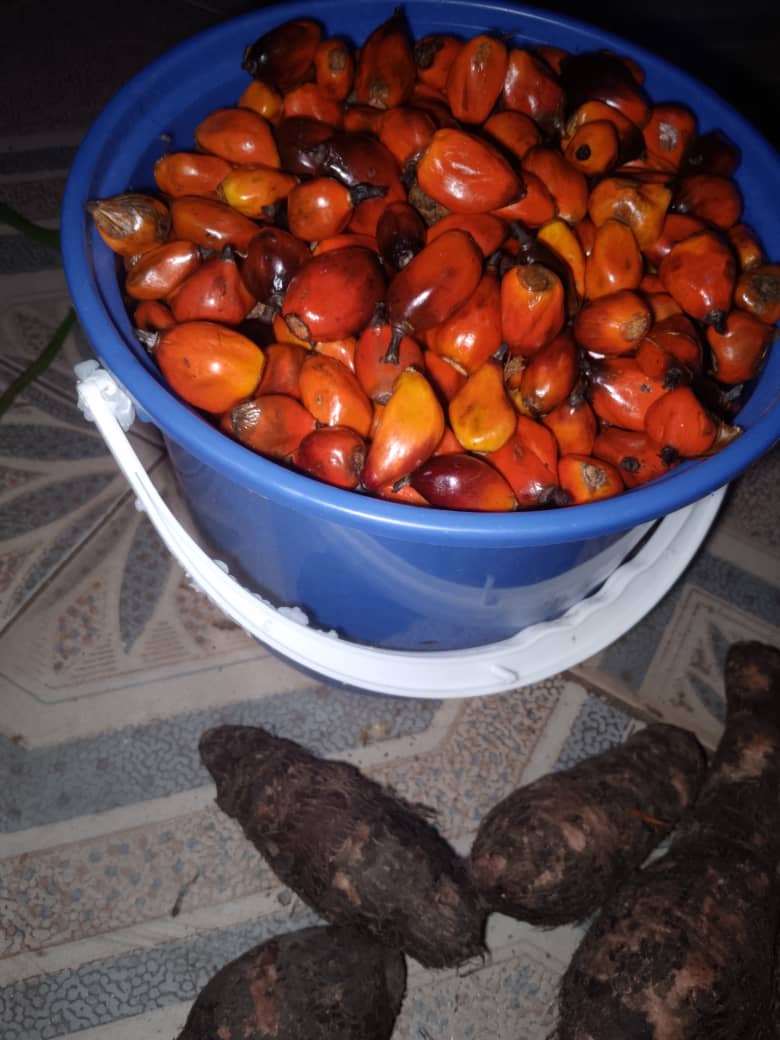 Fresh Palm Nut Fruits/ Olonka - Image 2