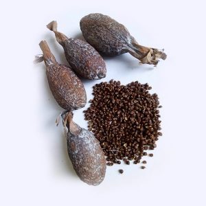 Hot Alligator Pepper