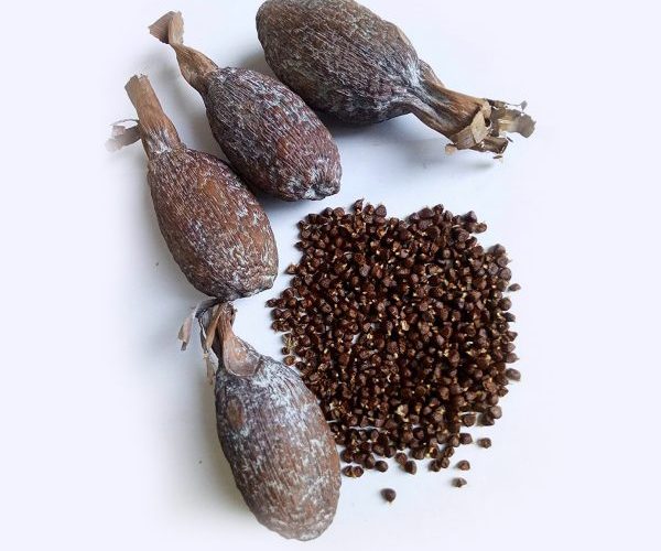 alligator-pepper-martking.ng-online-grocery-store-lagos-q9csbv0yat08wp5xytho3aglvcqoplz14k2j53q3xs alligator-pepper-martking.ng-online-grocery-store-lagos-q9csbv0yat08wp5xytho3aglvcqoplz14k2j53q3xs