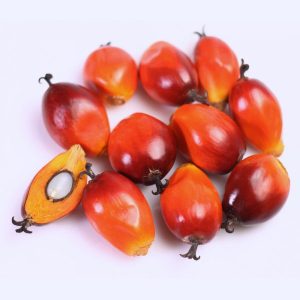 Fresh Palm Nut Fruits/ Olonka